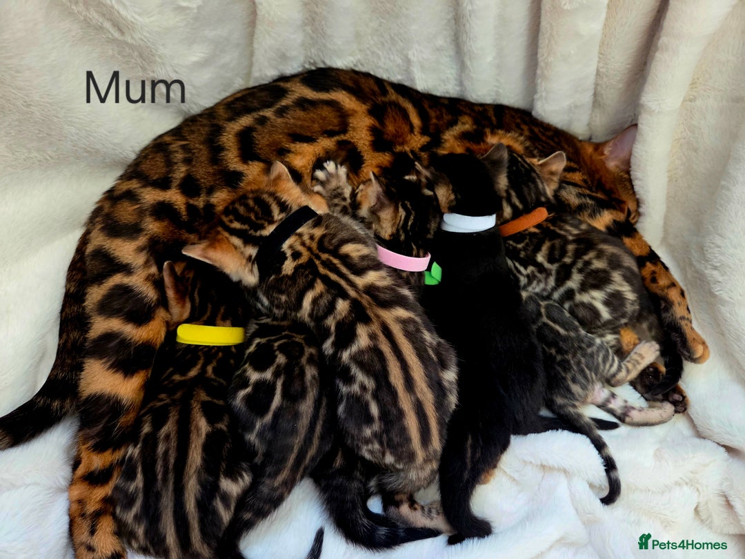Bengal cats for sale: Tica register Bengal Kittens 😸  - Advert 5