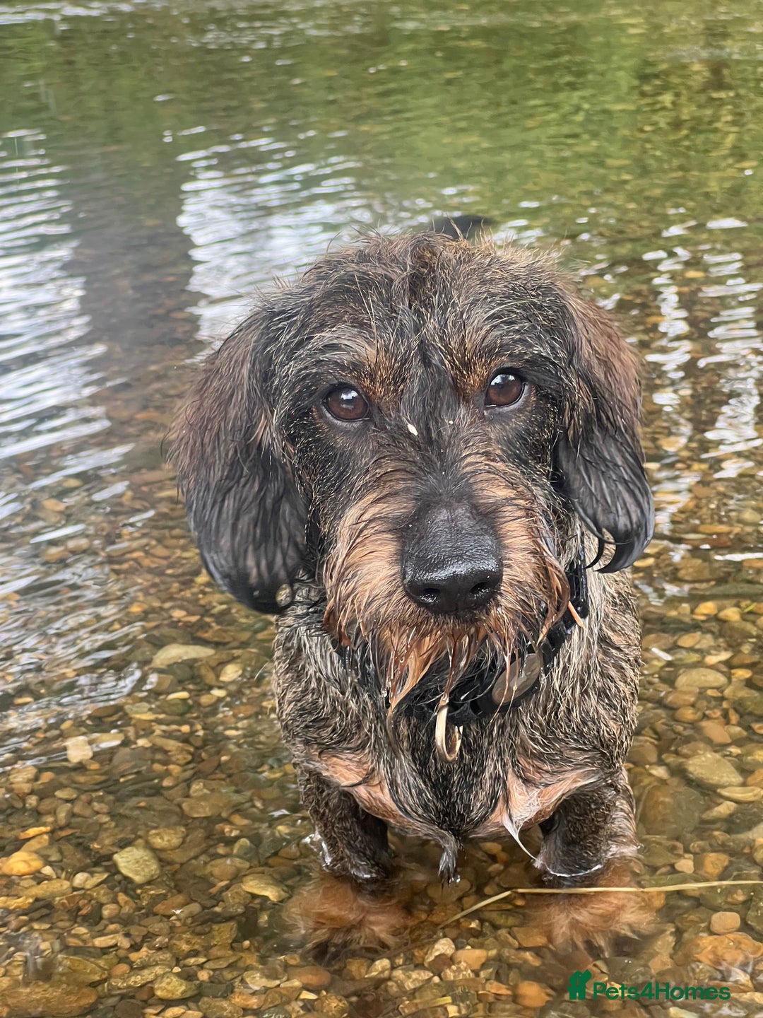 Dachshund dogs for stud: WIREHAIRED TECKEL DACHSHUND available for stud - Advert 3