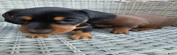 Miniature Dachshund dogs for sale: 2 female mintiure dachshund ready soon - Advert 5