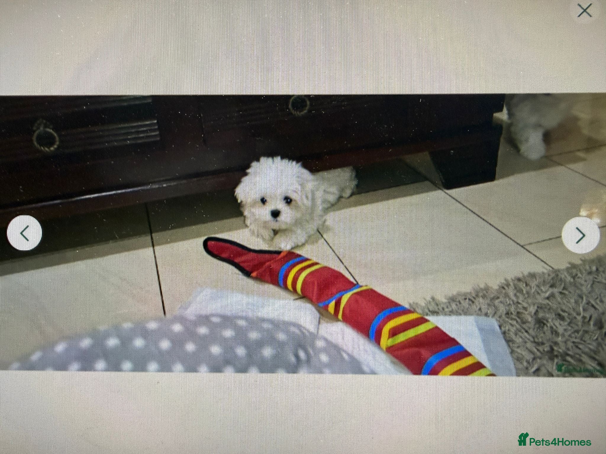 Maltese dogs Maltese Mini Puppies - Advert 15