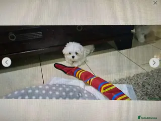 Maltese dogs Maltese Mini Puppies - Advert 15