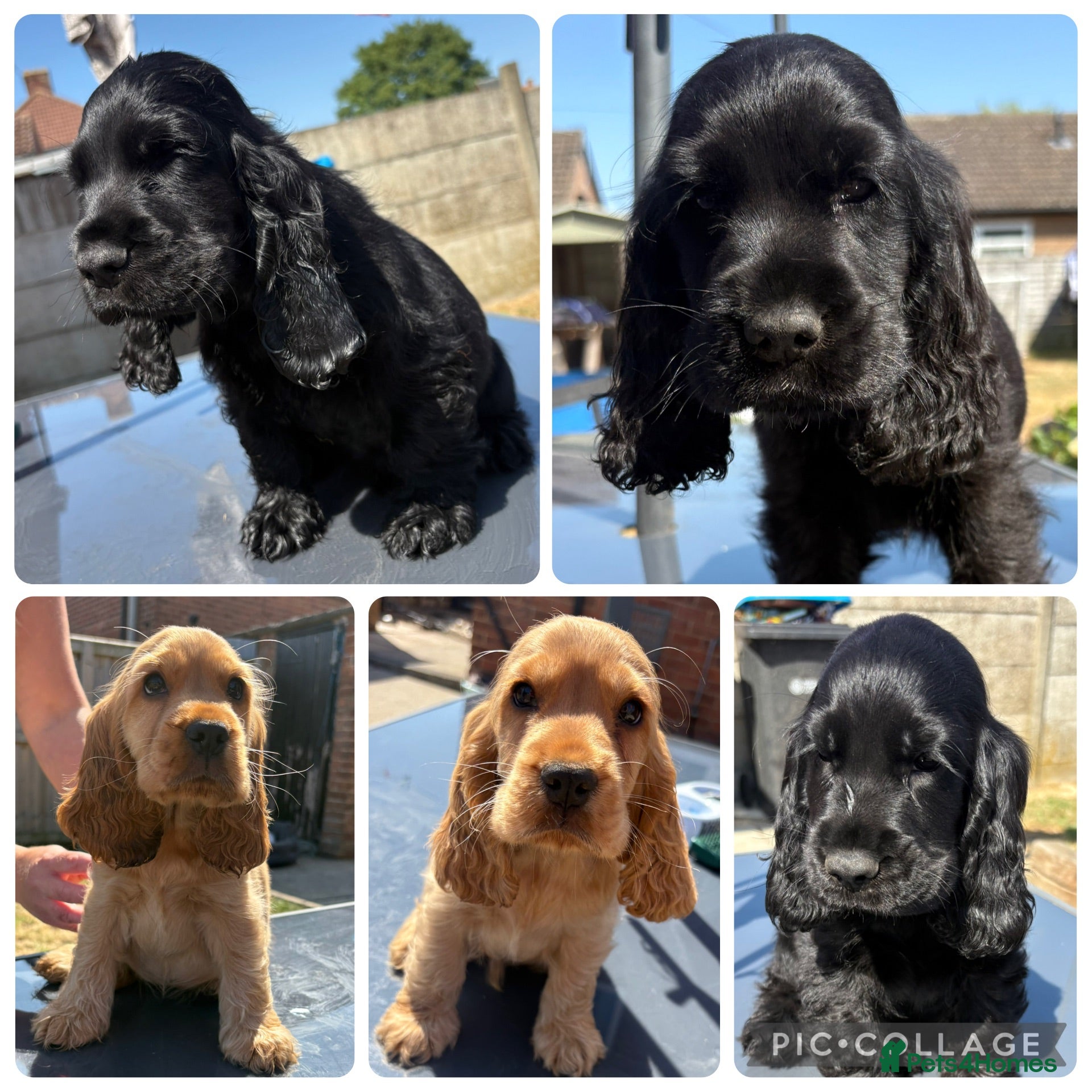 Mixed Breed dogs Beautiful Show Cocker Spaniel Puppies - Advert 1