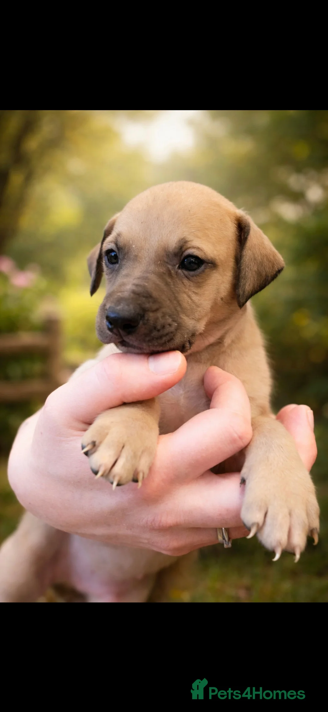 Mixed Breed dogs for sale: Whippet cross lurcher - Advert 5