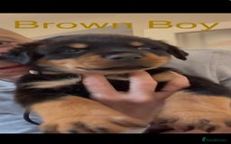 Rottweiler dogs for sale: Rottweiler one off Beautiful Litter - Image 4