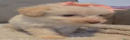 Pomapoo dogs for sale: Beautiful pomapoos - Advert 8