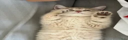 Brazilian Shorthair cats for sale: 2 Girls | Fully Pedigree British Shorthair | GCCF  - Advert 15