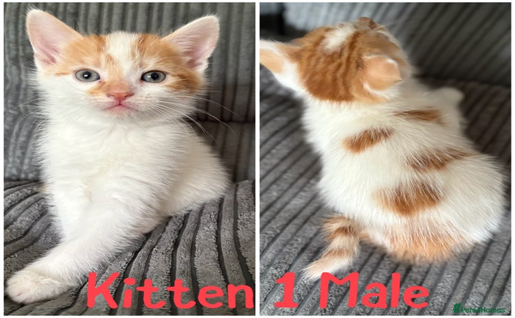 Mixed Breed cats - Advert 8