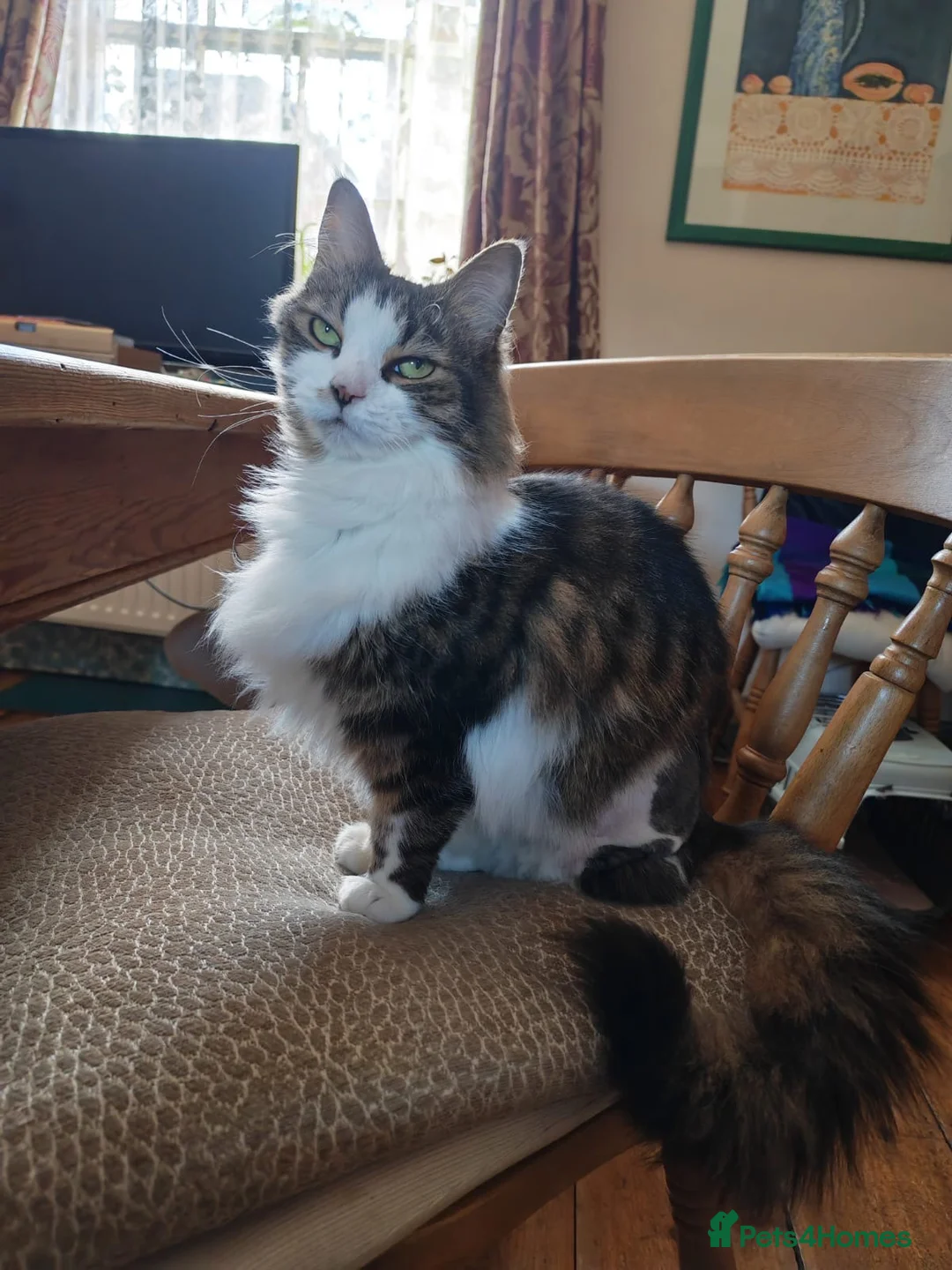 Domestic Shorthair cats for adoption: Daffodil, beautiful 3 legged girl  - Advert 1