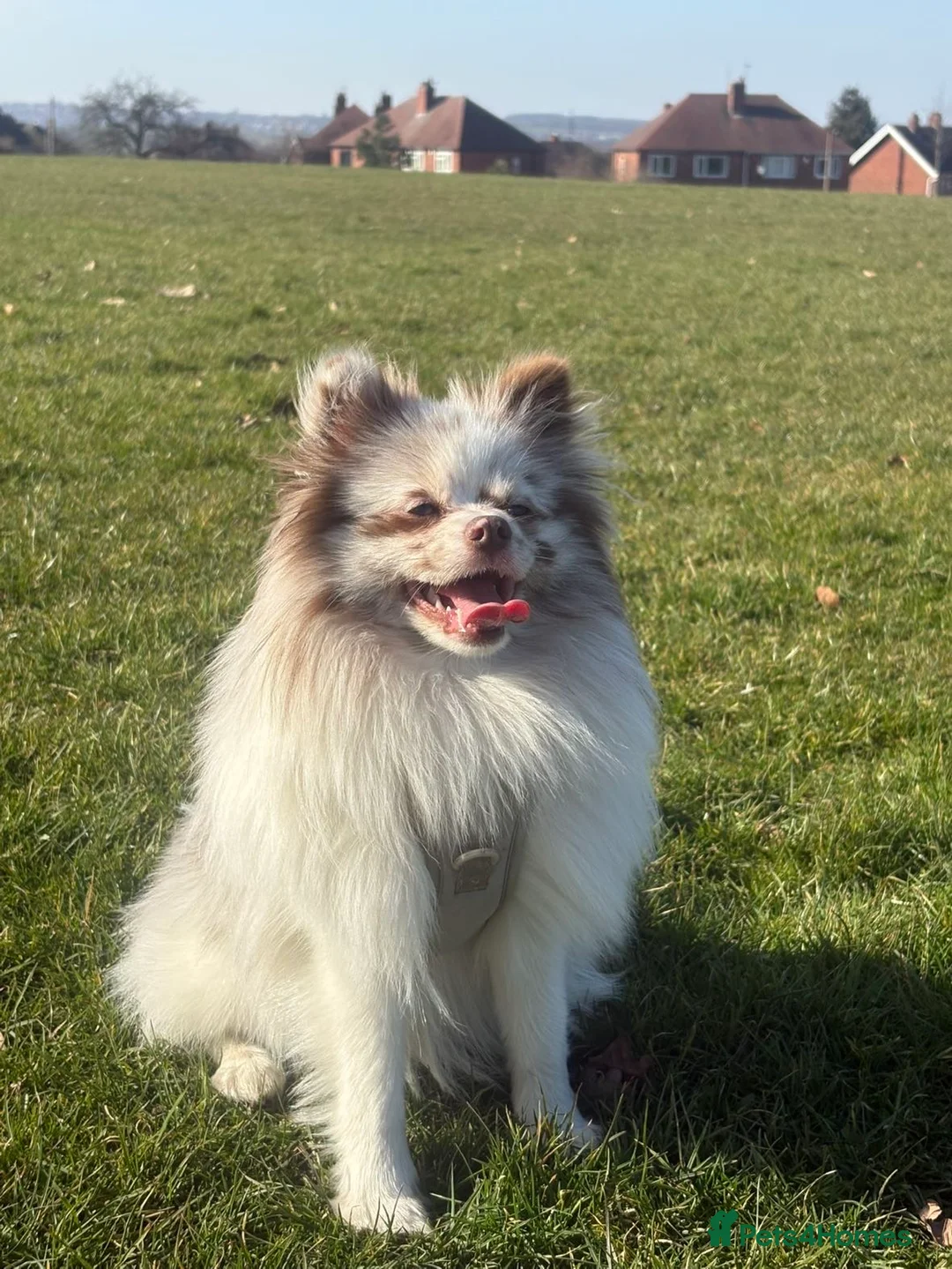 Pomeranian dogs for stud: Obi (for stud only)  - Advert 3