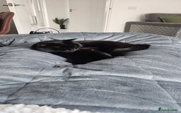 Mixed Breed cats for sale: Lovely 4 year old female to be rehomed - Image 4