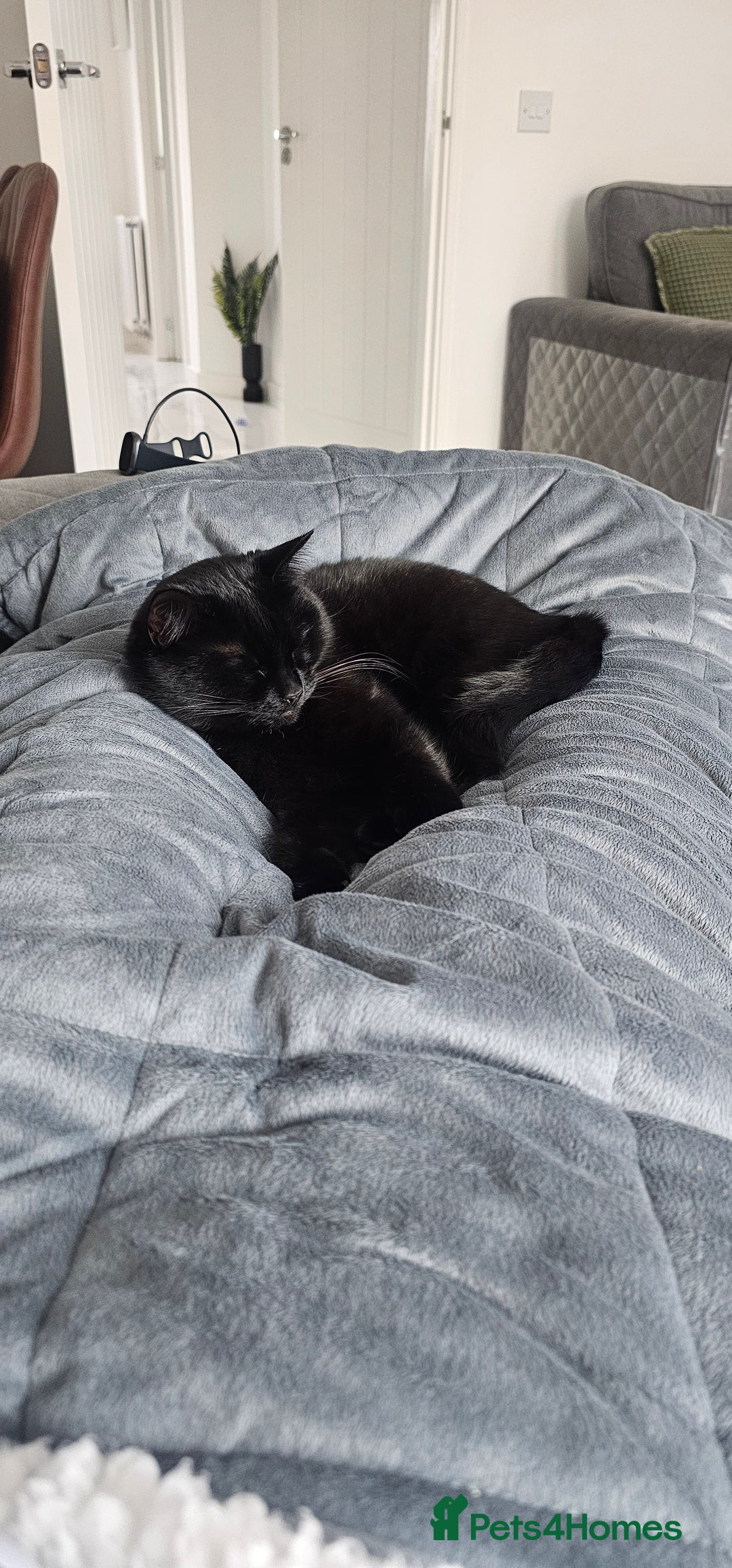 Mixed Breed cats for sale: Lovely 4 year old female to be rehomed - Image 4