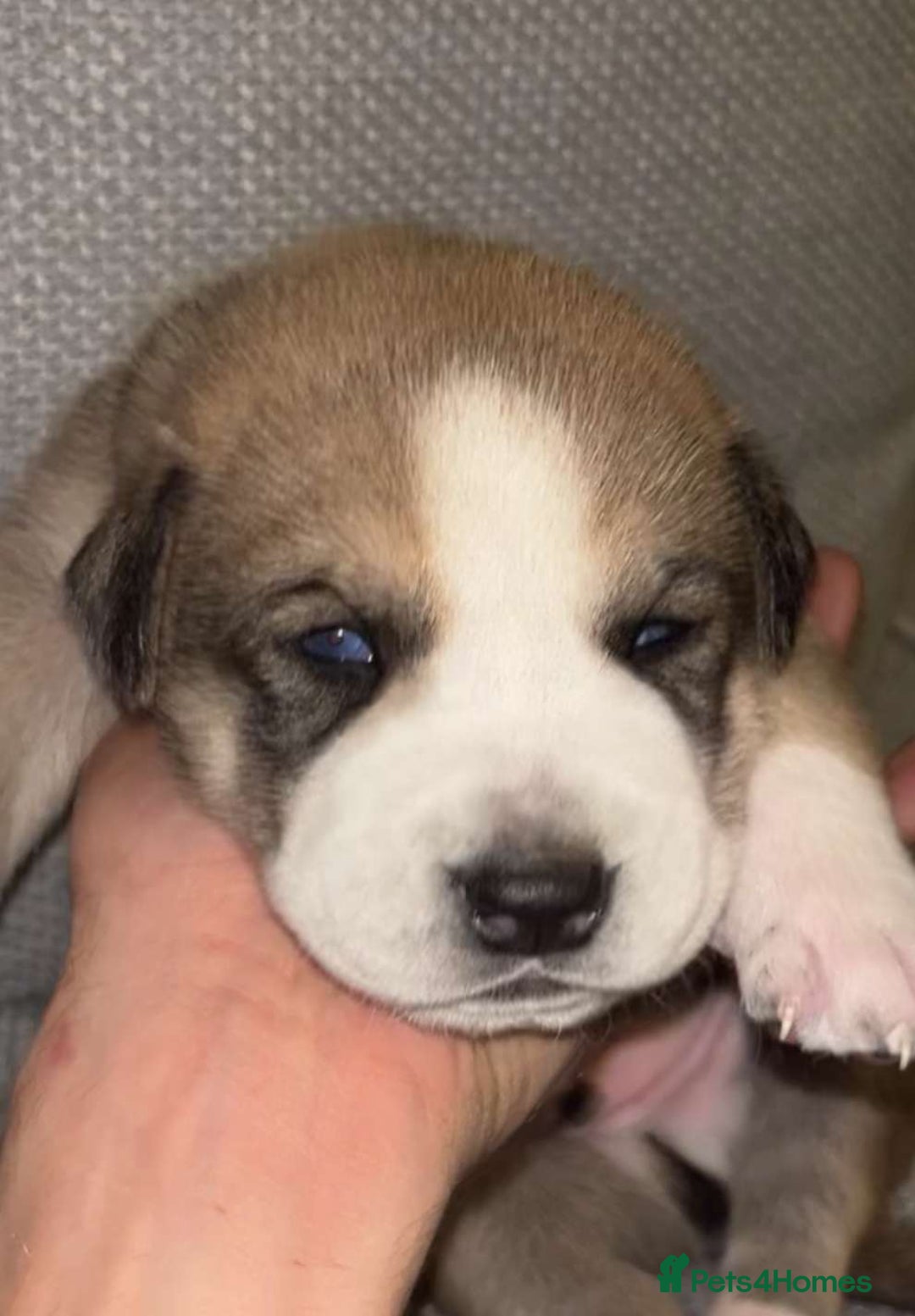 Mixed Breed dogs for sale: Husky/staffy - Image 5