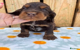Cocker Spaniel dogs for sale: Ready 30th august import lines  - Image 16