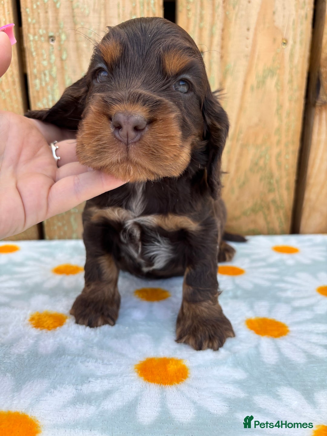 Cocker Spaniel dogs for sale: Ready 30th august import lines  - Image 16