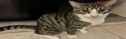Mixed Breed cats for sale: Male and female 6 month kittens - Advert 8