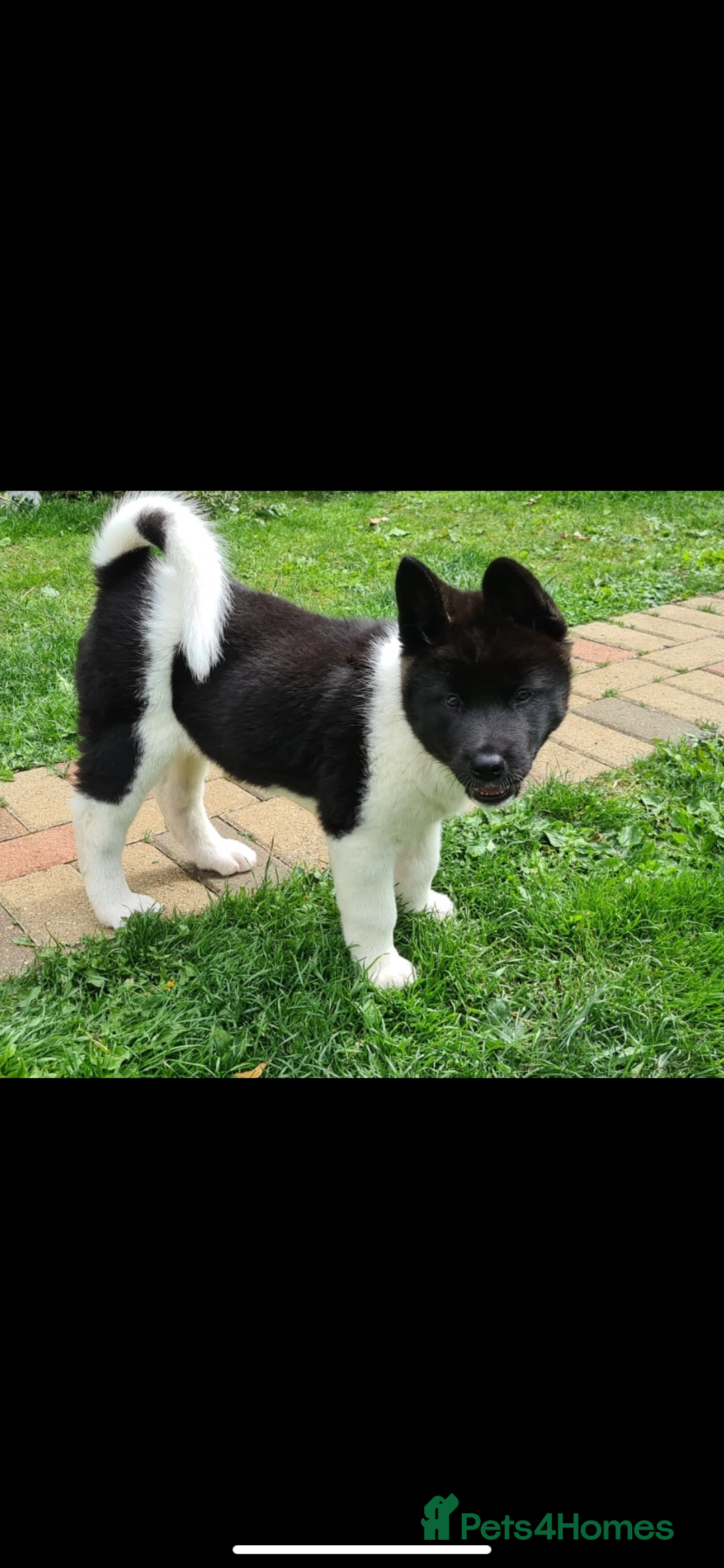 Akita dogs for sale: Emergency home needed before euthanasia  - Advert 5