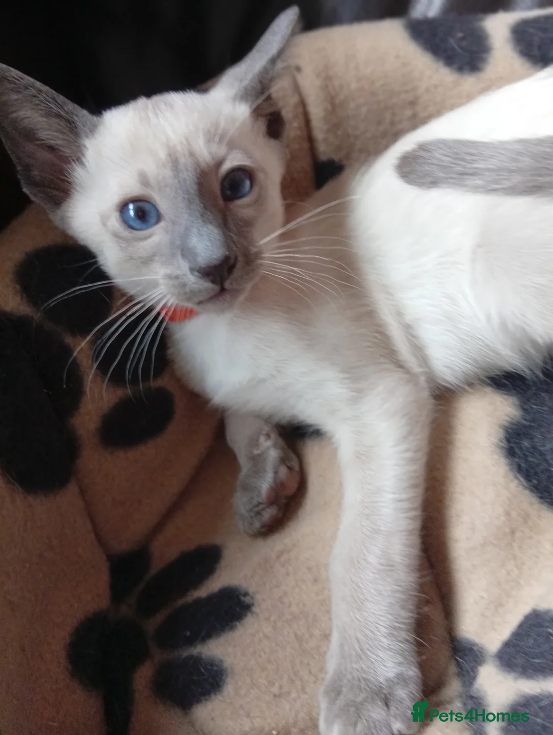 Siamese cats for sale: Gorgeous Siamese kittens!! - Advert 19