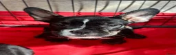 Mixed Breed dogs for sale: 7 American bulldog x French bulldog puppies  - Advert 4
