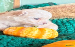 Poochon dogs for sale: READY FOR HER NEW PAW PACK  - Advert 13