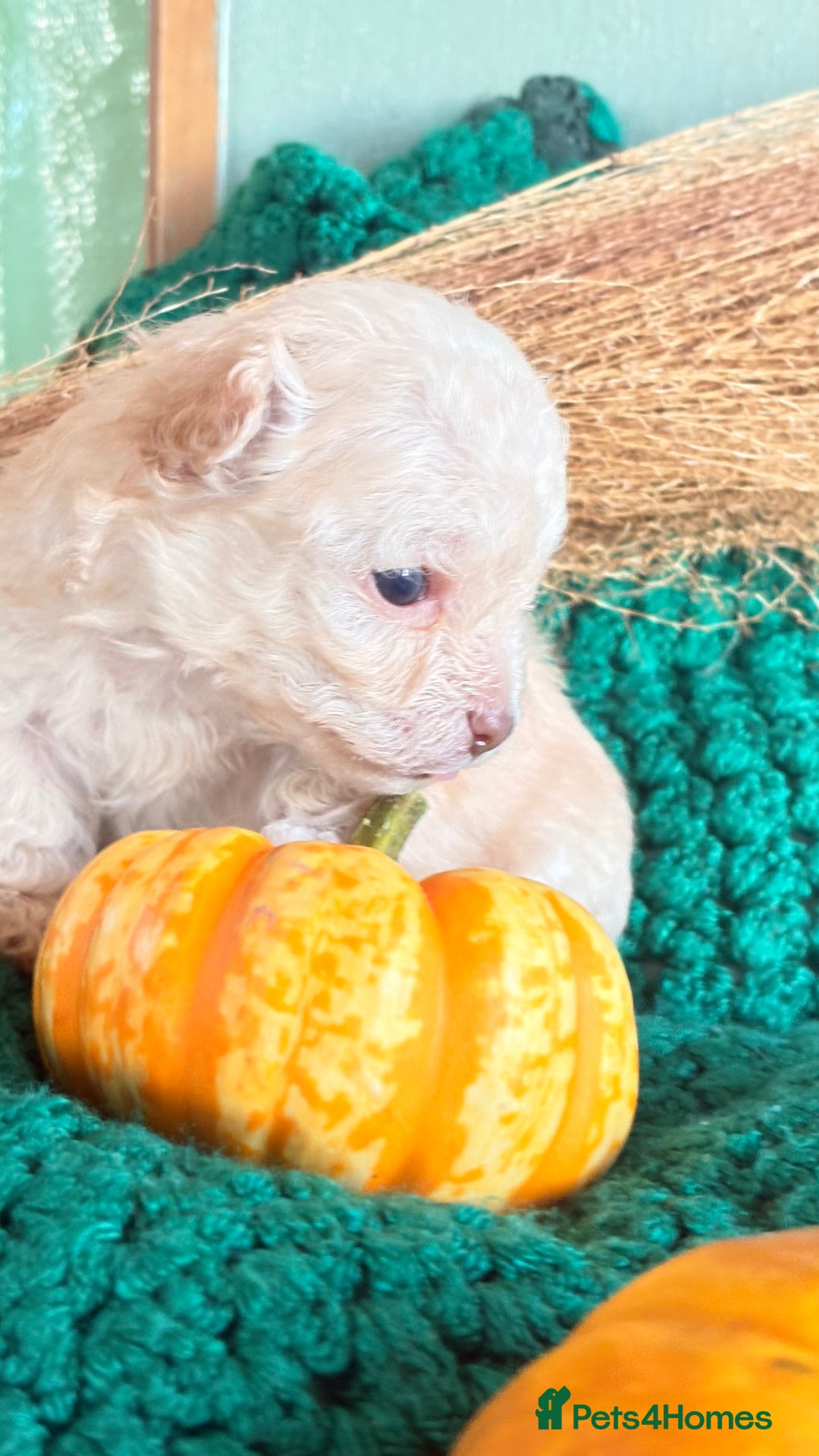 Poochon dogs for sale: READY FOR HER NEW PAW PACK  - Advert 13