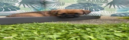 Border Terrier dogs for sale: ⭐️KC BORDER TERRIER PUPPIES, SLEM CLEAR - Advert 7