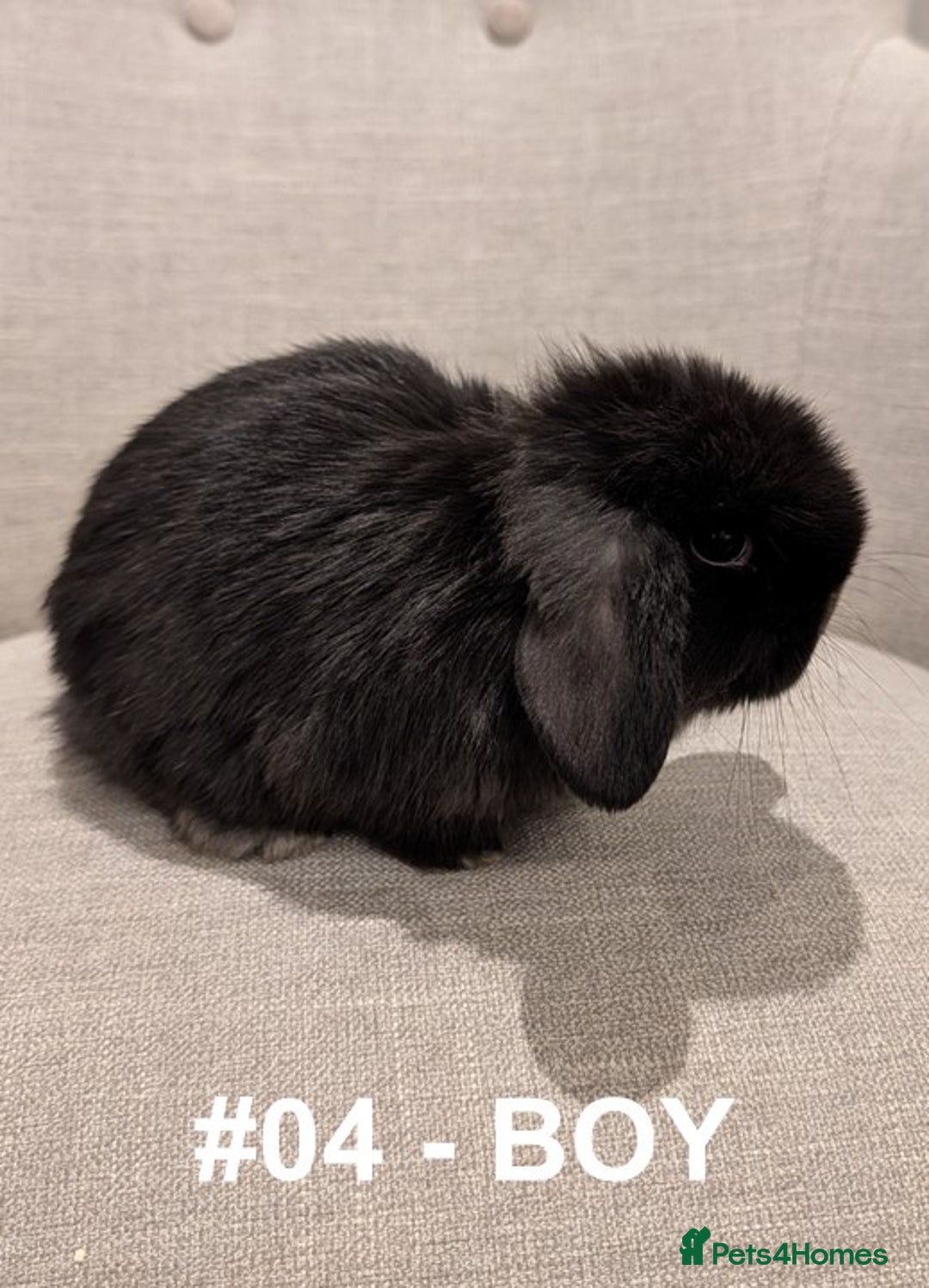 Mini Lop rabbits for sale: Exceptional Mini-Lops. Collect from: 15th January - Advert 14