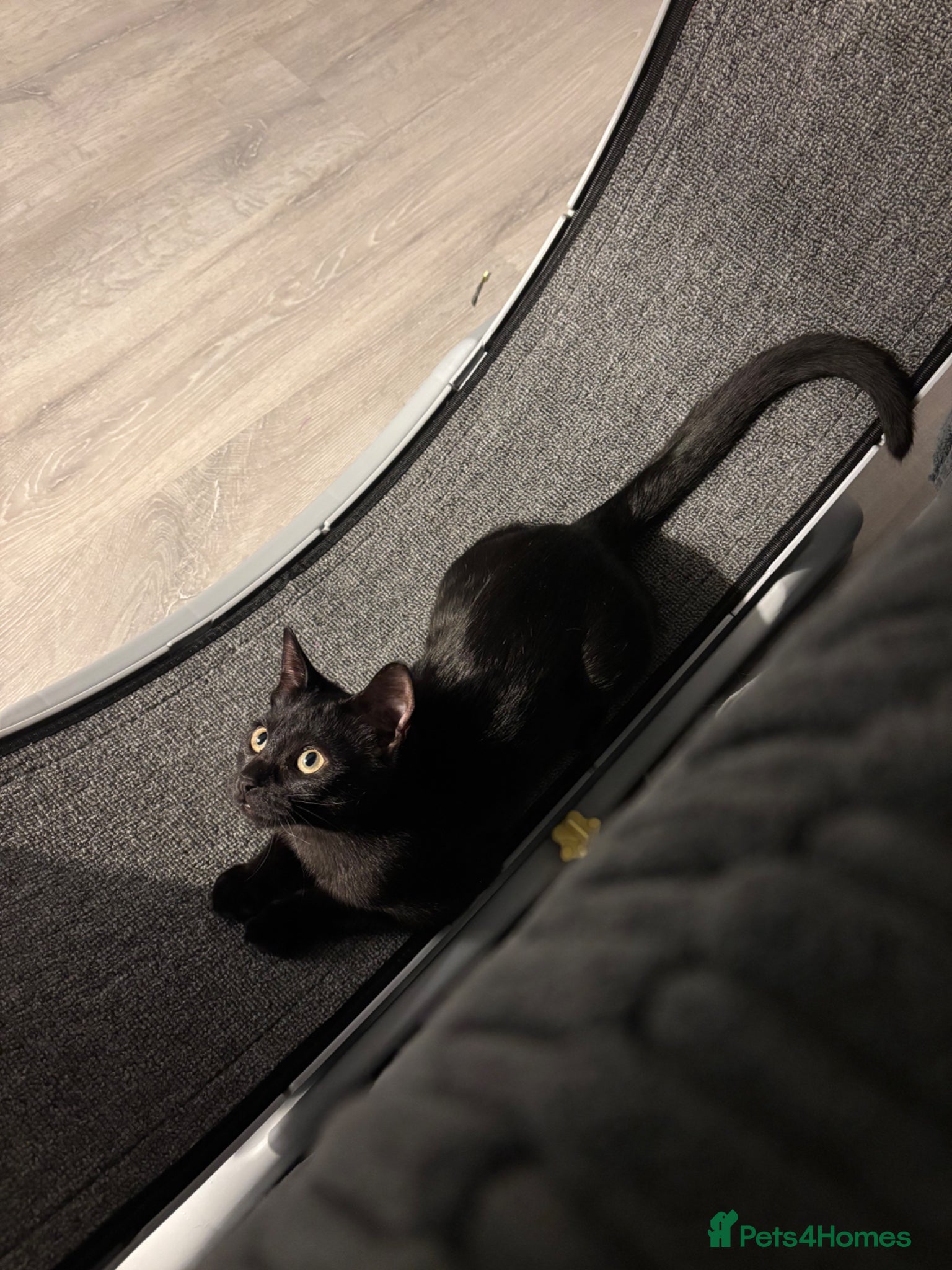 Mixed Breed cats Nova - Russian blue x british short hair  - Advert 1