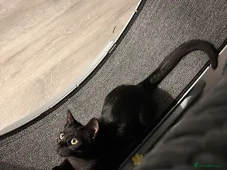 Mixed Breed cats Nova - Russian blue x british short hair - Advert 1