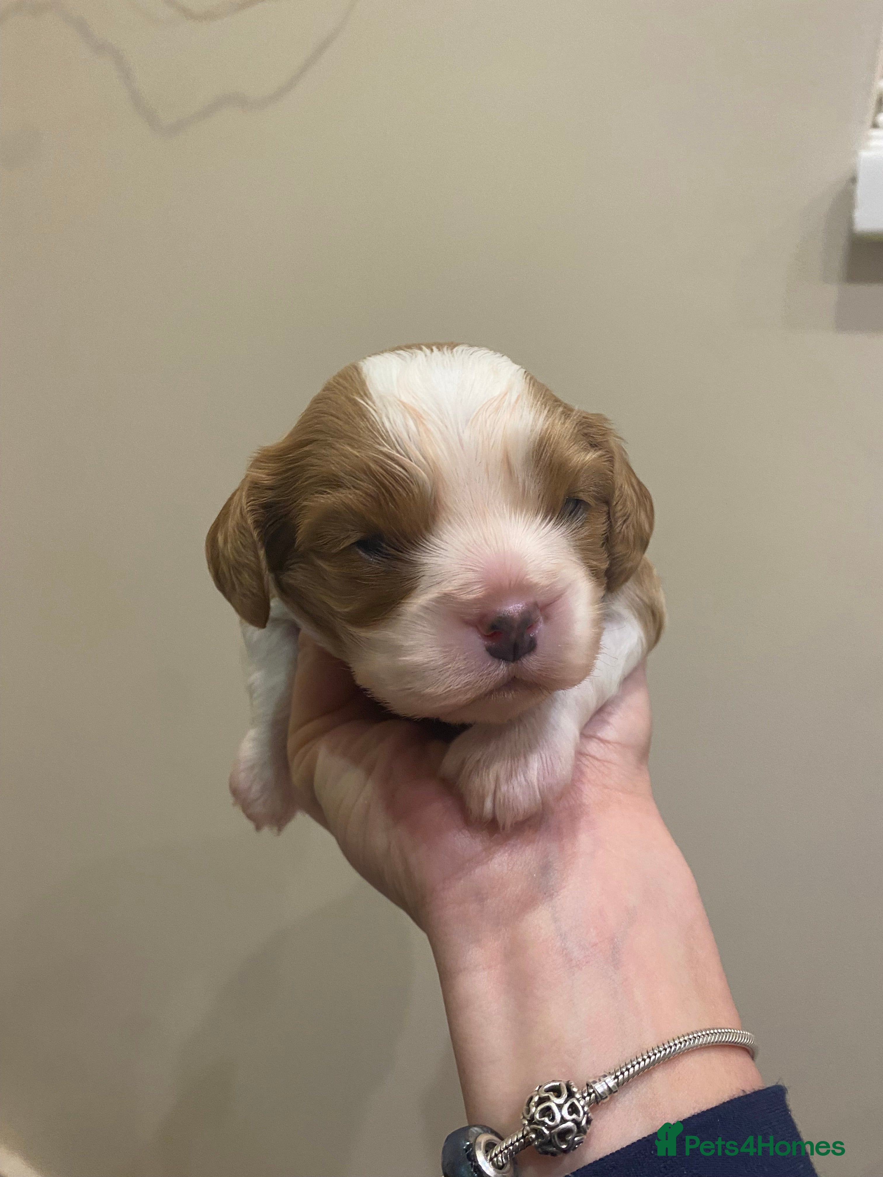 Cavalier King Charles Spaniel dogs King Charles Spaniel boy - Advert 2