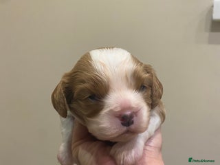 Cavalier King Charles Spaniel dogs King Charles Spaniel boy - Advert 3