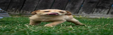 Labrador Retriever 2