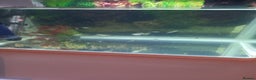 Other/Mixed Breed fish for sale: Tank with 50 guppies - Advert 4