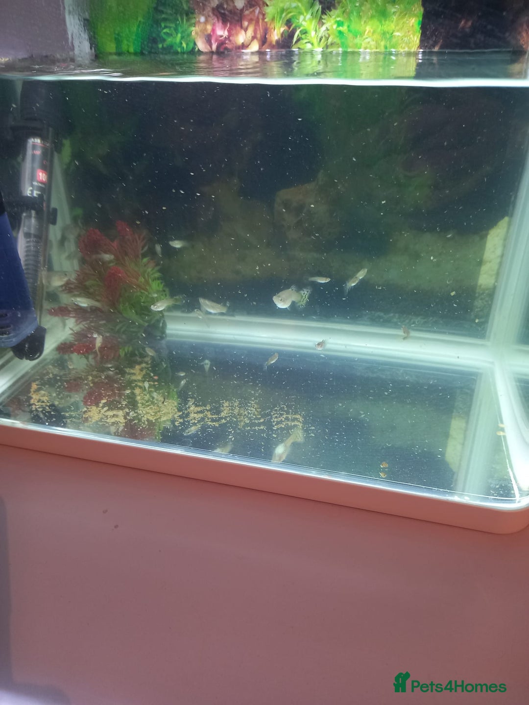 Other/Mixed Breed fish for sale: Tank with 50 guppies - Advert 4
