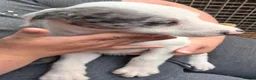 Lurcher dogs for sale: Beautiful well bred lurcher puppies - Advert 7