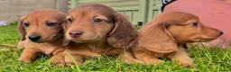 Miniature Dachshund dogs for sale: Red long hair miniature daschund puppies - Advert 4