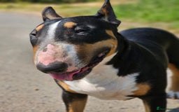 English Bull Terrier dogs for sale: Beautiful girl - Image 19