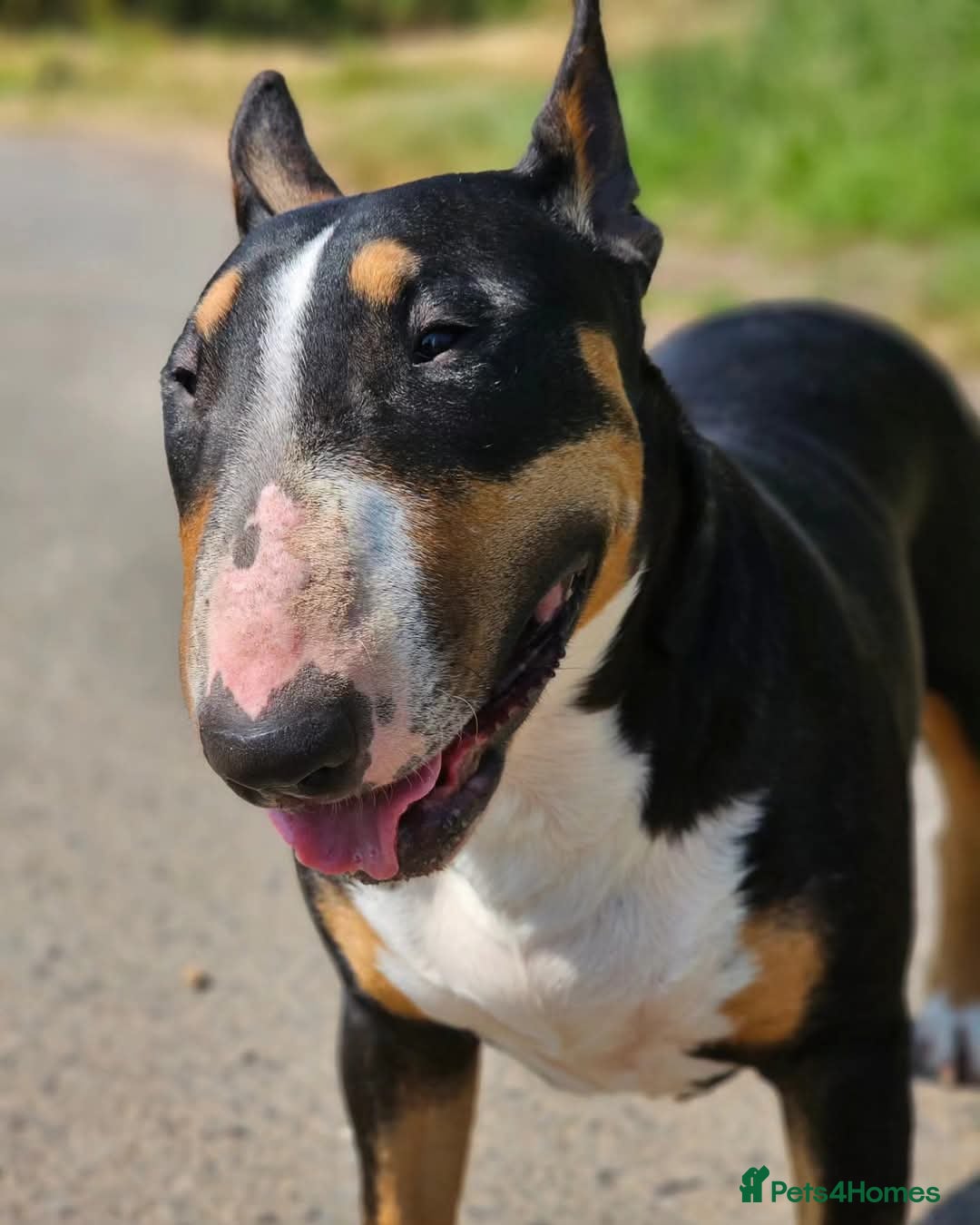 English Bull Terrier dogs for sale: Beautiful girl - Image 19
