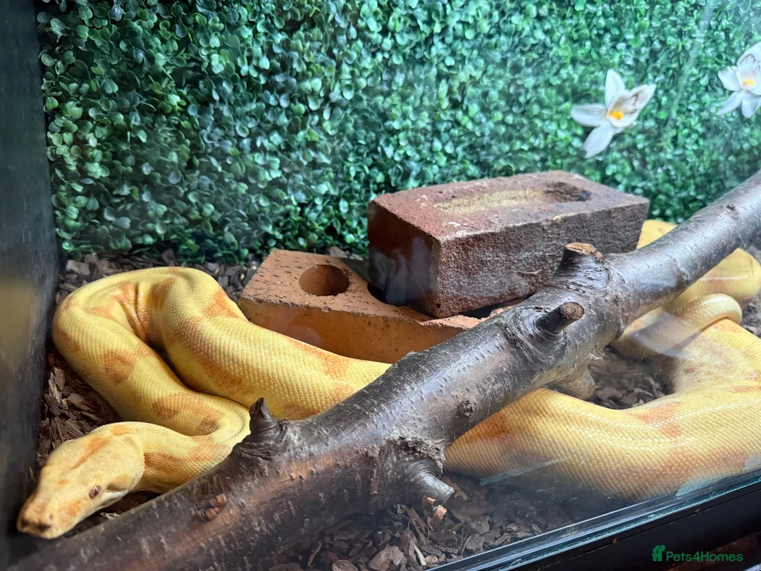 Boa Snake reptiles for sale: Male hypo (Kahl) albino het blood - Advert 3