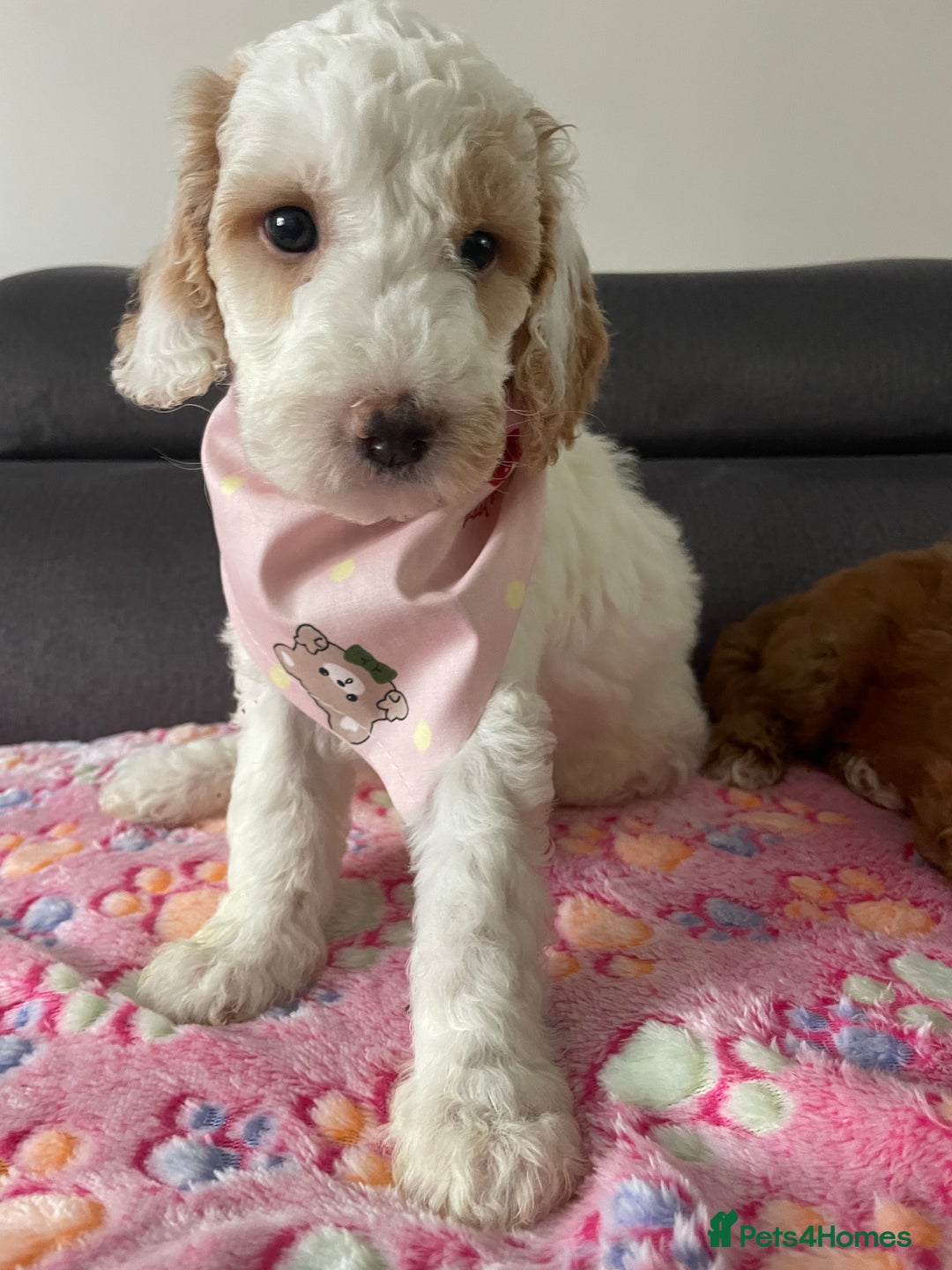 Australian Labradoodle dogs for sale: Australian Labradoodle Puppies – Ready Now🐶 - Image 30