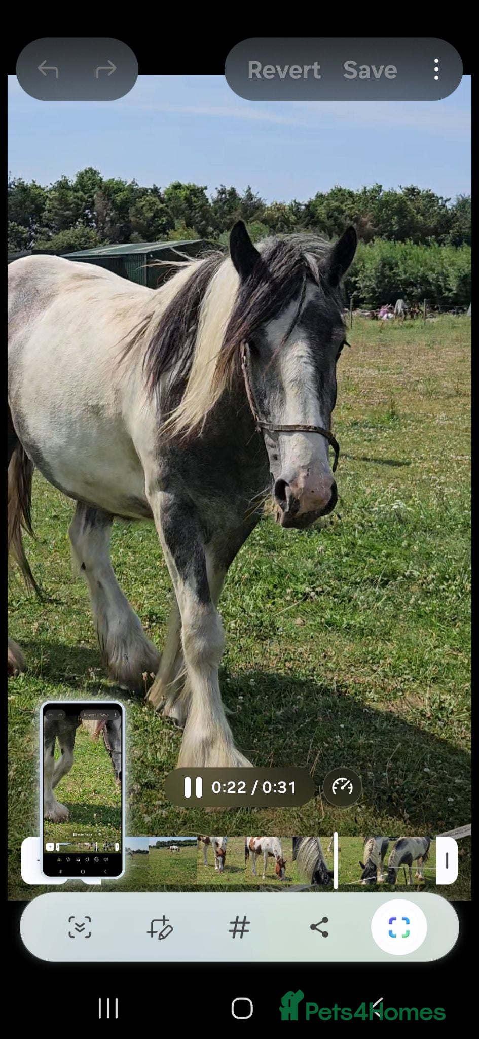 Other Breed horses Maxi cob gelding  - Advert 2