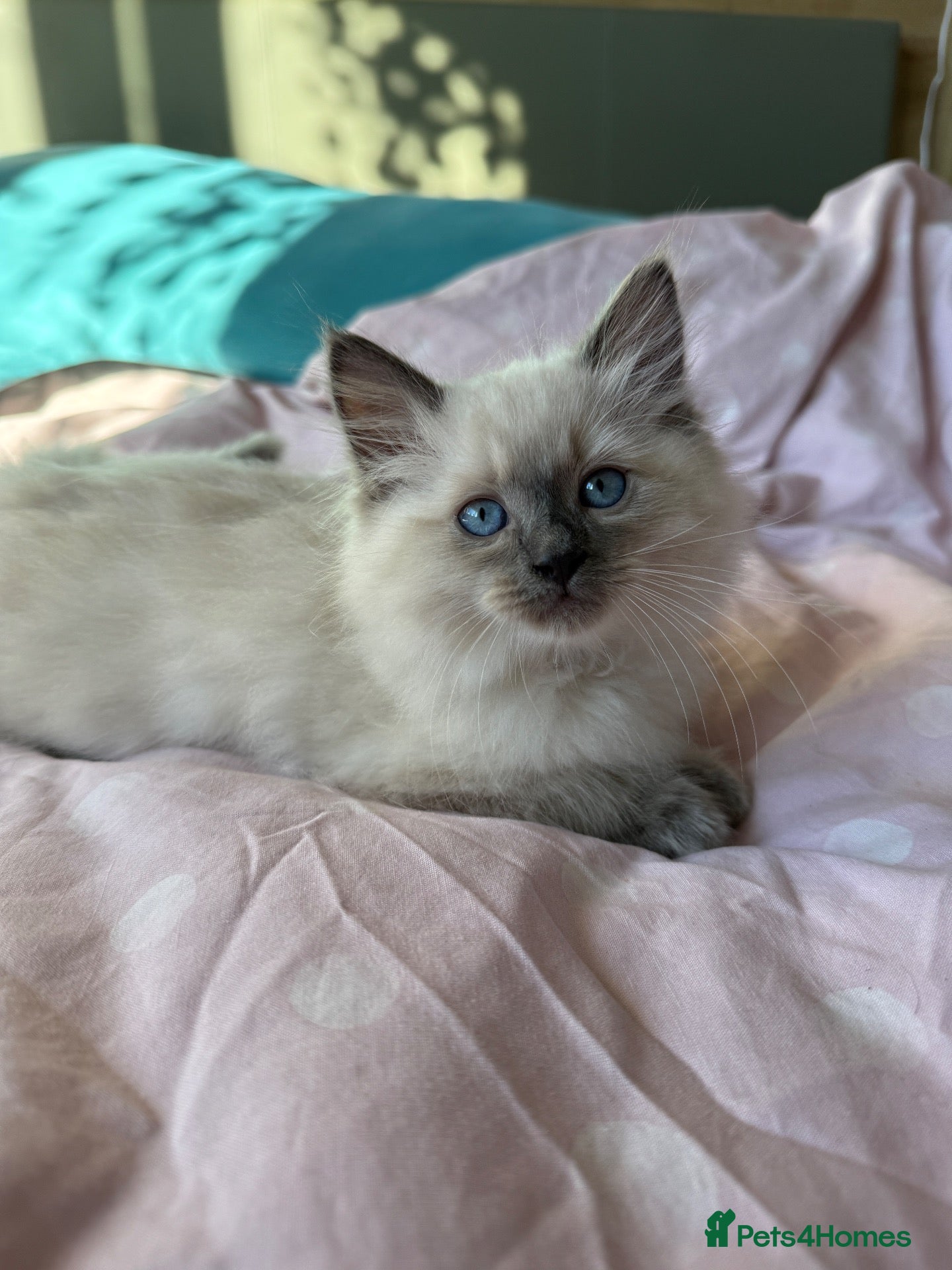 Ragdoll cats Ragdoll kitten boys.  - Advert 5