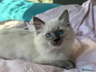 Ragdoll cats Ragdoll kitten boys. - Advert 5