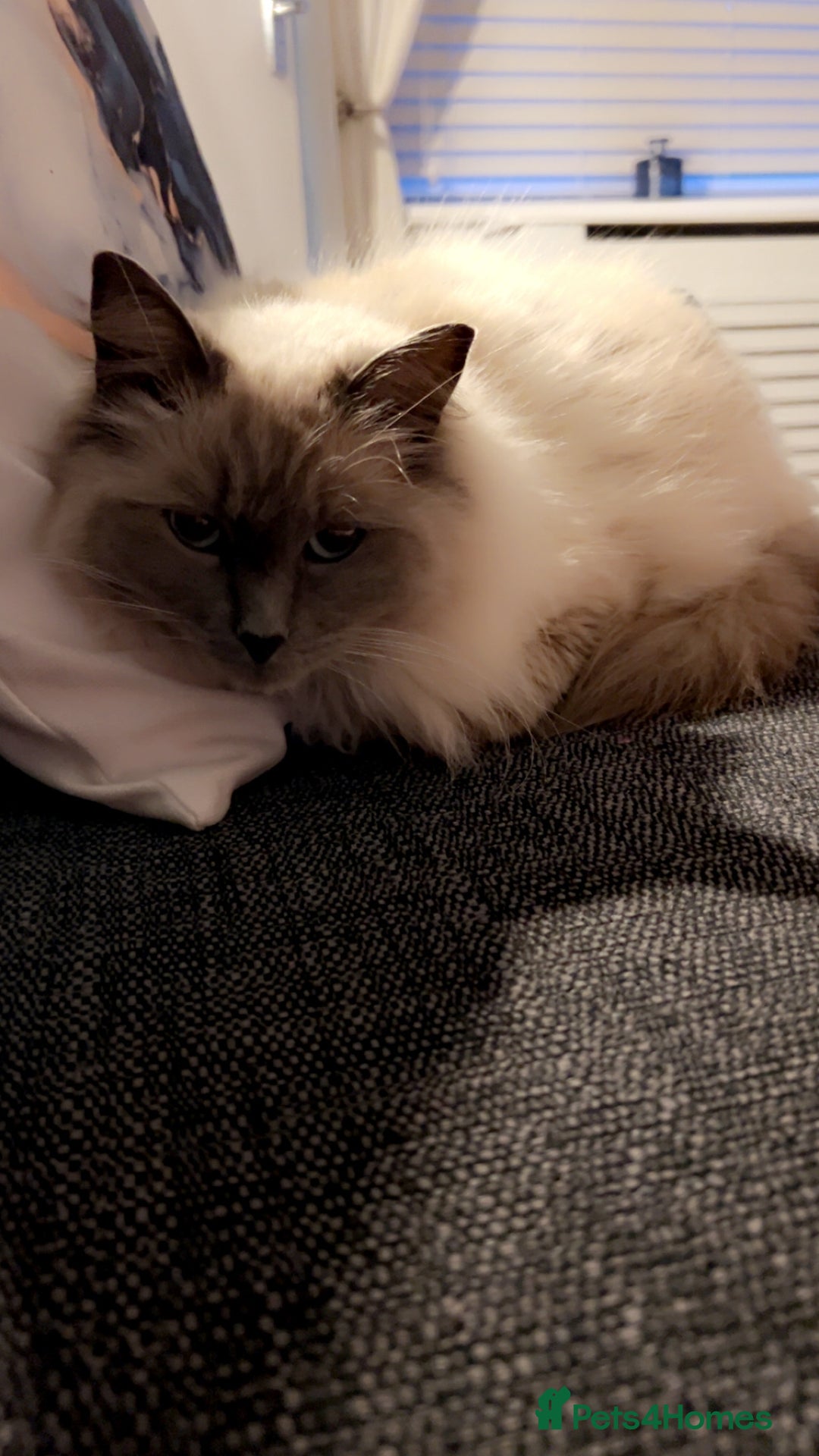 Ragdoll cats for sale: 3 year old ragdoll cross male  - Advert 2