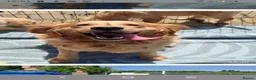 Golden Retriever dogs for sale: KC registered golden retriever girls  - Advert 11