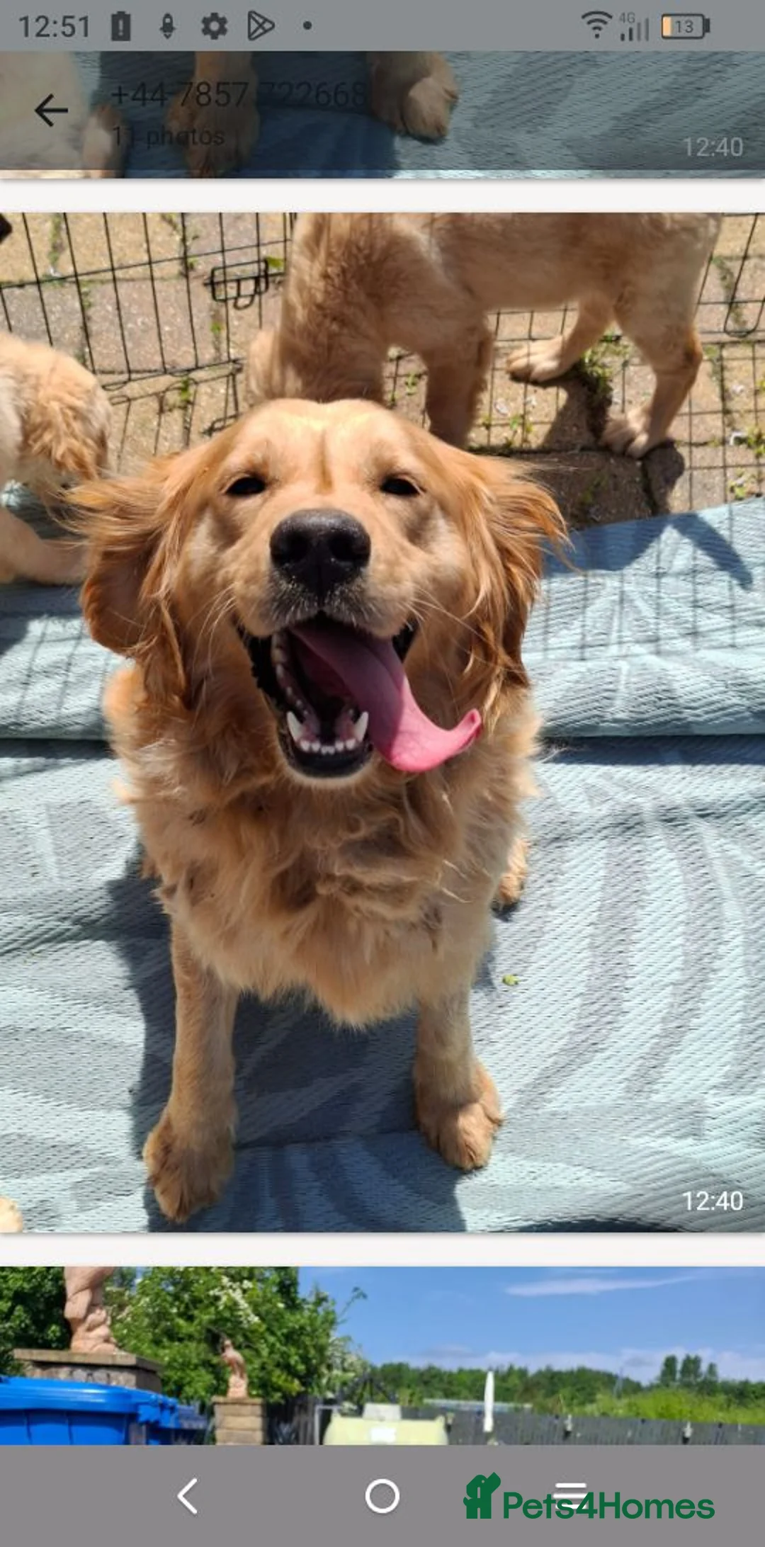 Golden Retriever dogs for sale: KC registered golden retriever girls  - Advert 11