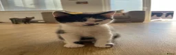 Mixed Breed cats for sale: Beautiful Half British Shorthair Kittens 🐾  - Advert 6
