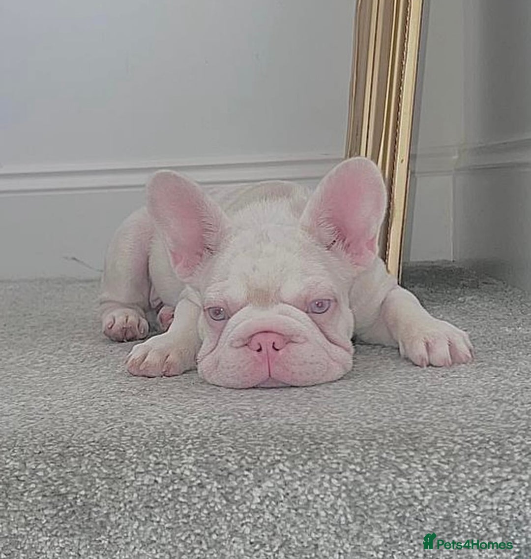 French Bulldog dogs for sale: KC reg 4 panel health test + DNA Male Frenchie Pup - Advert 24