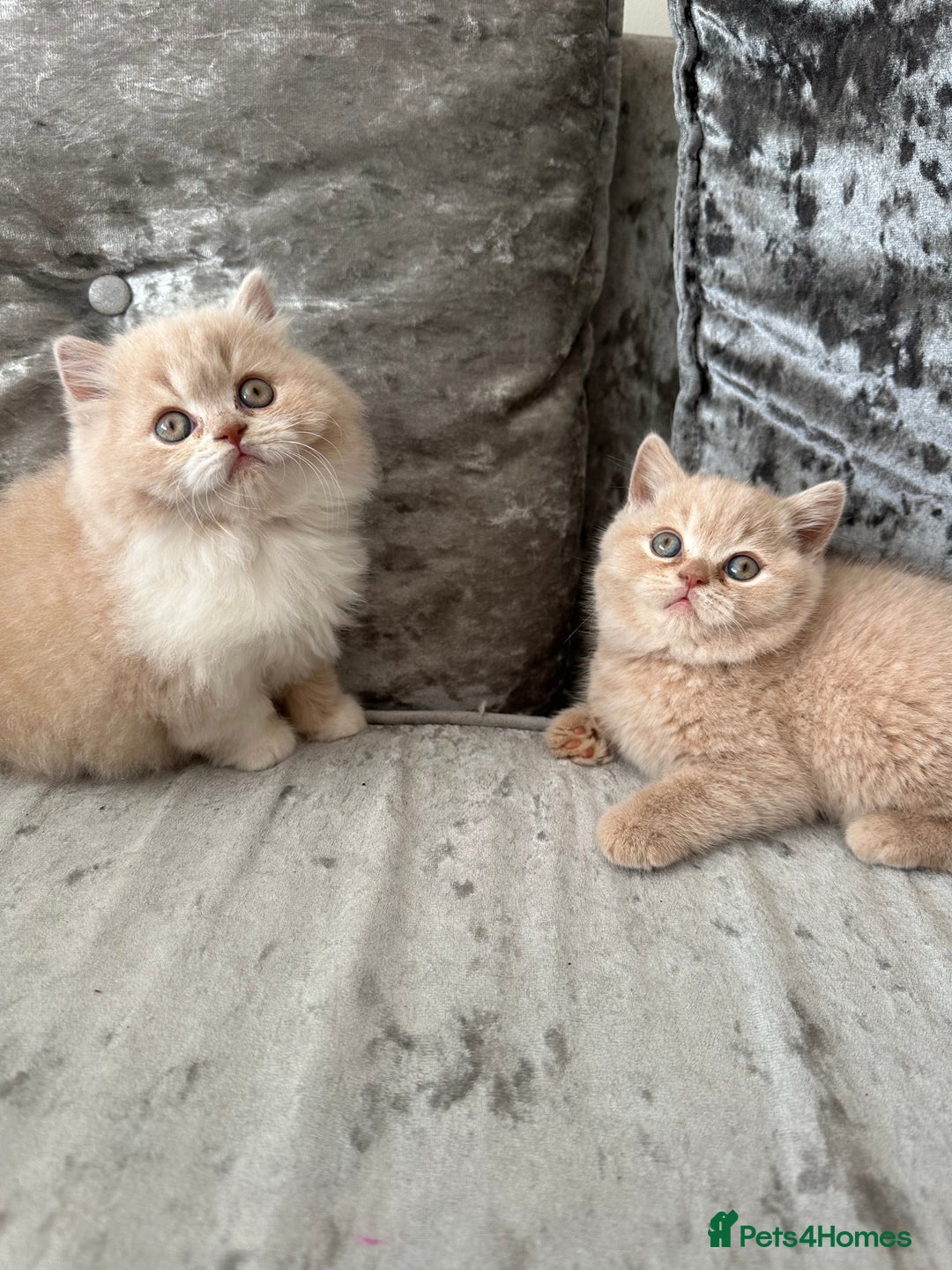 British Shorthair cats for sale:  🦁 Stunning Registered BSH /BLH Champion Lines 🦁 - Image 9
