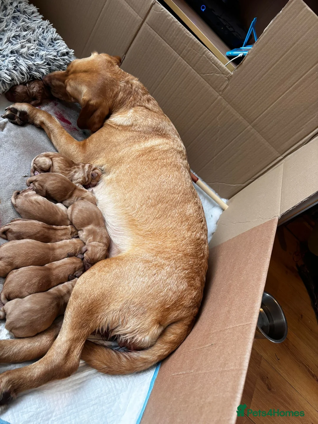 Labrador Retriever dogs for stud: Health clear,hip scored,KC Red Labrador for stud in Darlington - Advert 19