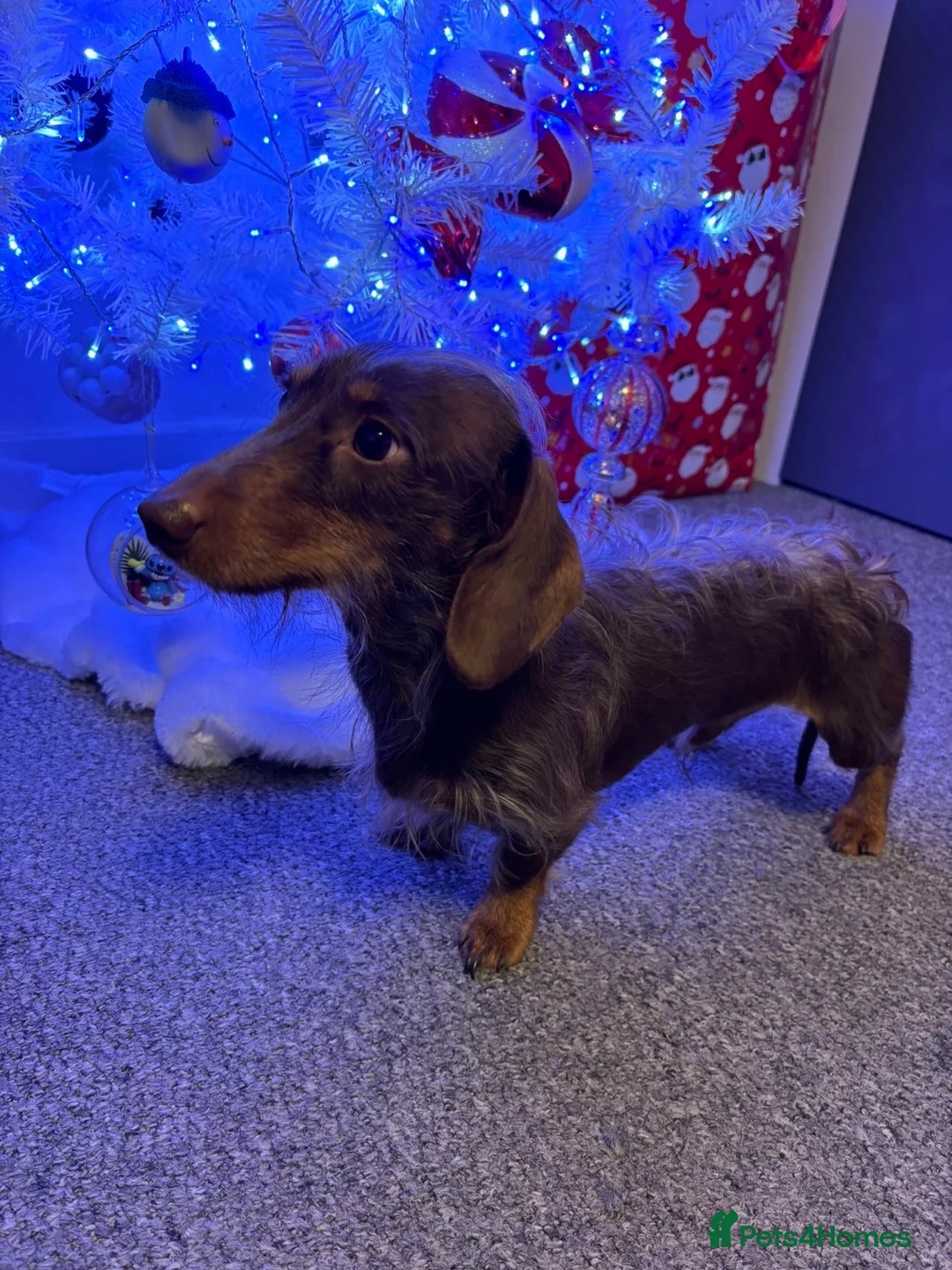 Miniature Dachshund dogs for stud: 🐾 Handsome Brown Dachshund Available at Stud 🐾 - Advert 2